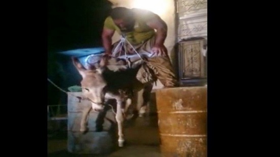 شاهد.. رجل ذو قوة خارقة يحمل حمارا بأسنانه
