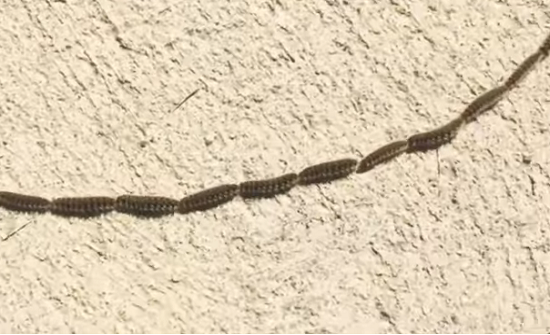 مشهد غريب وخادع يصدم سائحا وزوجته (فيديو)