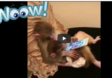 شاهد.. قرد يستخدم حاسب لوحي بطريقة تثير الدهشة