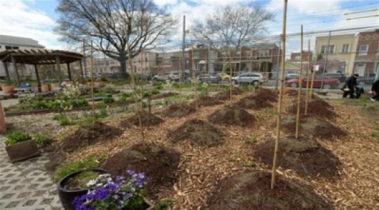 تلاميذ يتعلمون الزراعة في حديقة مدرستهم