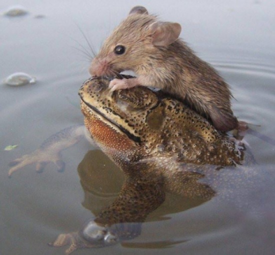 بالصور : ضفدع ينقذ فأرًا من الغرق