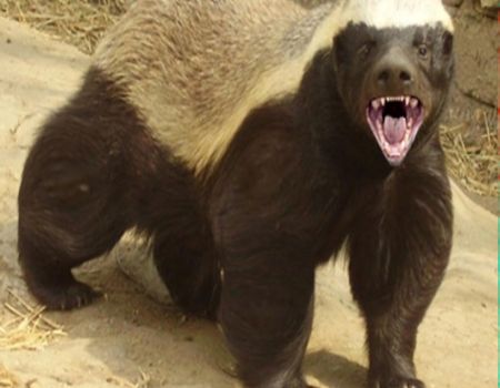 حيوان " غرير " ضخم يهدد نزلاء فندق في وسط ستوكهولم