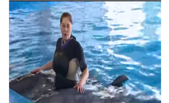 بالفيديو: السباحة مع الدلافين.. ترفيه وعلاج ...