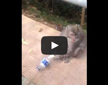 بالفيديو .. قرد ذكي ينجح في إخراج موزة من زجاجة