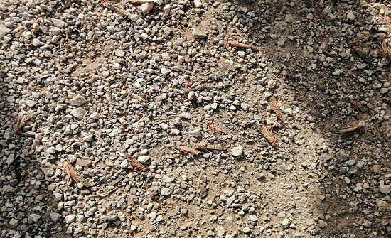 صور - الزراعة : إتمام المكافحة الاحترازية لبقايا اسراب الجراد