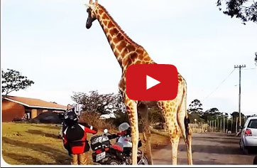 زرافة تعشق الدراجات النارية