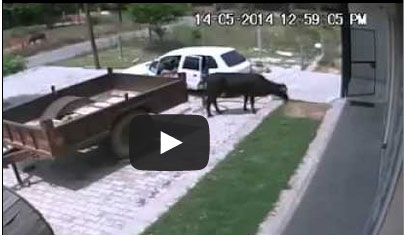 بقرة .. خرجت ولم تعد !