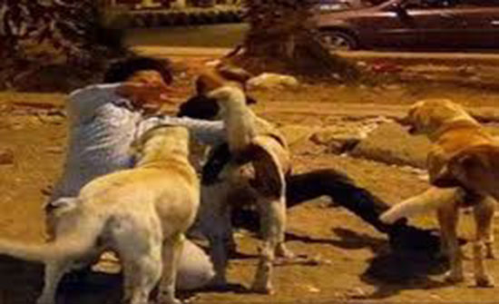 وفاة الطفل  من جنسية عربية الذي تعرض للنهش من قبل الكلاب الضالة