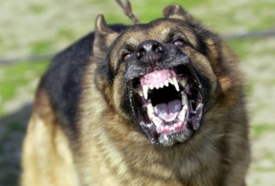 الاشغال الشاقة عشرين عاما لشاب قتل آخر من اجل كلاب