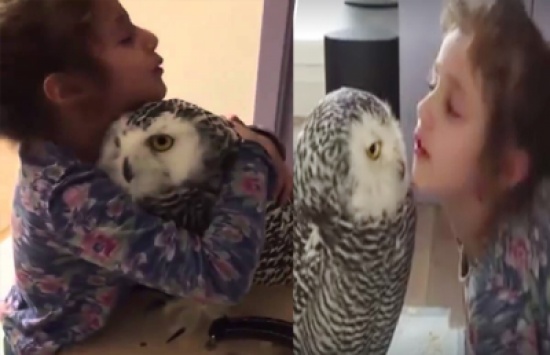 شاهد.. صداقة غريبة بين طفلة وبومة كبيرة