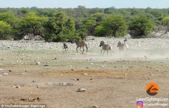 شاهد: حمار وحشي يحاول إغراق آخر صغير وأمه تحاول يائسة انقاذه