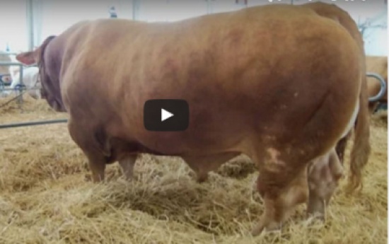 شاهد: أكبر ثور في النسخة 11 للمعرض الدولي للفلاحة