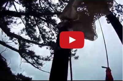 مظلي يعلق بين الأشجار