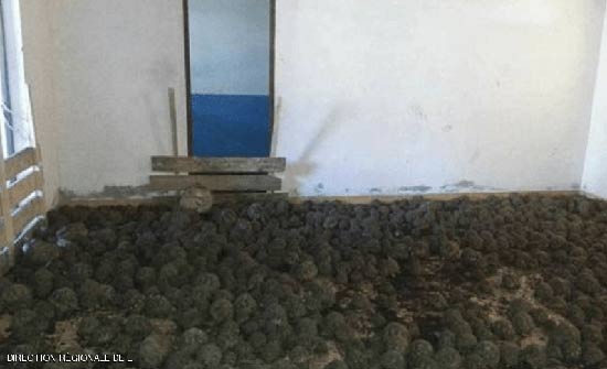 10 آلاف سلحفاة "نادرة" في منزل 10 آلاف سلحفاة "نادرة" في منزل
