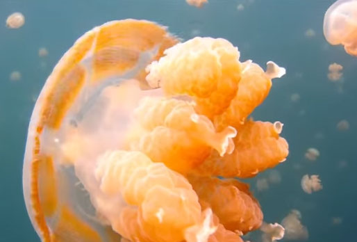 فتاة تكتشف بالصدفة بحيرة "قناديل البحر الذهبية"