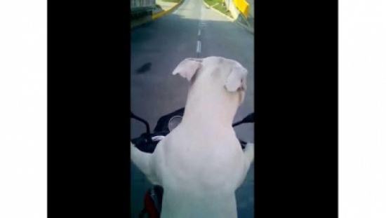 كلب يقود دراجة نارية