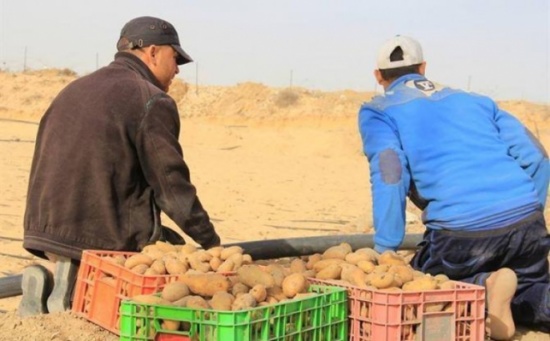 قروض المشاريع الانتاجية تسهم بتحسين اوضاع الأسر الفقيرة بالمزار الجنوبي قروض المشاريع الانتاجية تسهم بتحسين اوضاع الأسر الفقيرة بالمزار الجنوبي