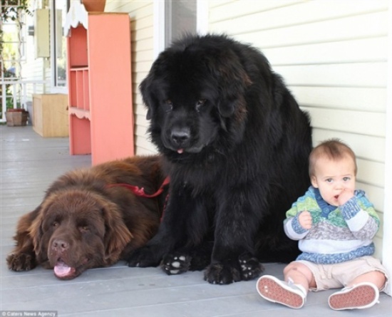بالصور.. طريقة تعامل أسرة أمريكية مع كلبيها الضخمين