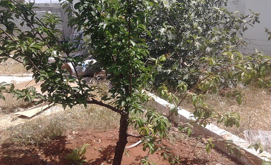 تنفيذ حملة رش لأشجار اللوزيات في "بني كنانة" تنفيذ حملة رش لأشجار اللوزيات في "بني كنانة"
