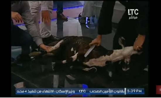 إعلامي مصري يذبح "خروفا" على الهواء.. لماذا؟ (شاهد) إعلامي مصري يذبح "خروفا" على الهواء.. لماذا؟ (شاهد)