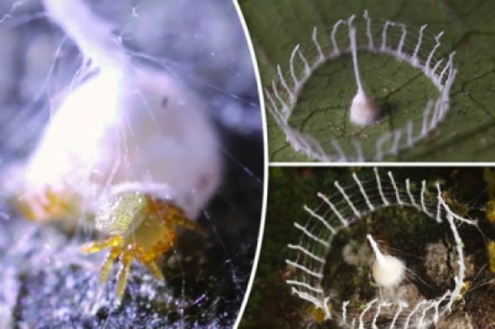 شاهد.. عنكبوت من نوع جديد يدهش العلماء بقدرته على البناء