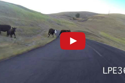 شاهد ماذا فعل البقر بـ هذا الشاب (المتزلج)