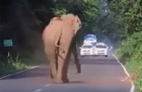 بالفيديو : فيل يخلي الطريق العام ويوقف حركة السير لكي تمر أسرته وهي آمنة