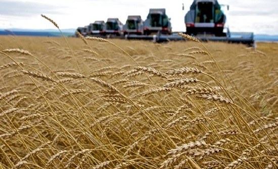 وزارة الصناعة تطرح عطاء لشراء 120 ألف طن قمح