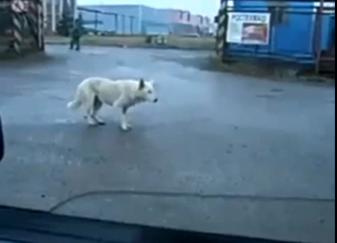 الكلب الراقص