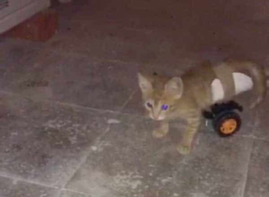 بالفيديو: شاب سعودي يُعيد لـ قطة مشلولة قدرتها على المشي بطريقة مبتكرة