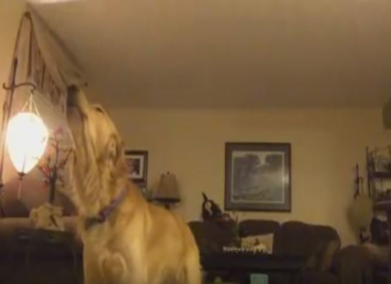 بالفيديو: كلب يعشق الموسيقى ويغني معها