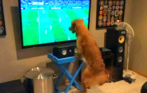 كلب يهوى المونديال.. ولا منتخب مفضلاً لديه
