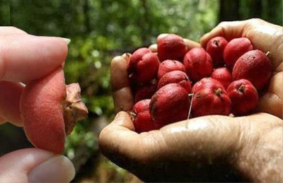 فاكهة أسترالية تقضي على السرطان بأربع ساعات فقط