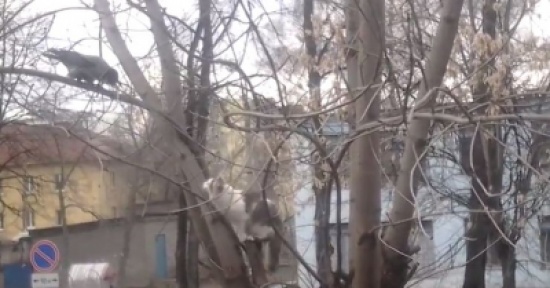 شاهد: كيف اعتدى غراب على قط؟