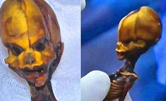 فكّ لغز كائن طوله 15 سنتيمترا وجد في الصحراء فكّ لغز كائن طوله 15 سنتيمترا وجد في الصحراء
