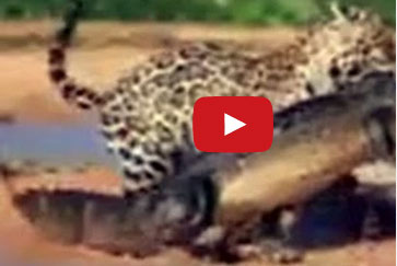 نمر يهزم تمساحا في ملعبه