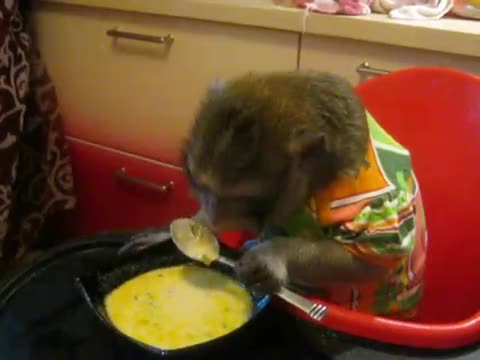 قرد يتناول الحساء