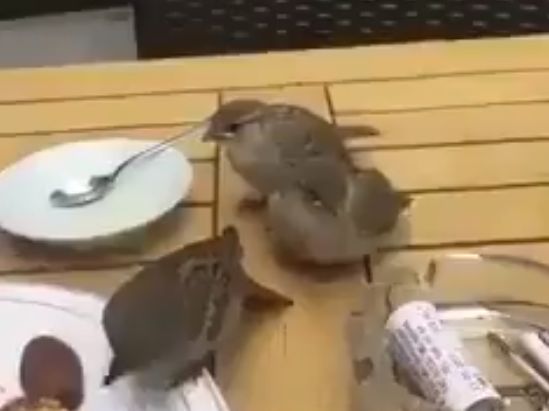 بالفيديو: طائر يُطعم “طيْرَين” جائعين من بقايا طعام على إحدى الطاولات