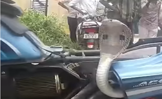 بالفيديو: كوبرا تختبئ داخل دراجة نارية