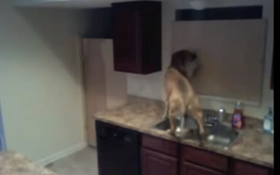 هروب كلب عنيد من المطبخ