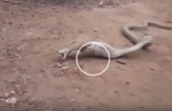 شاهد.. كوبرا تلفظ زجاجة ابتلعتها بالكامل