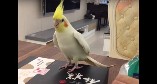 بالفيديو.. ببغاء موهوب في الرقص بمهارة على قرع الطبول