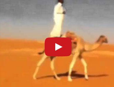 يسقط من على ظهر ناقة تحت عجلات سيارة رفيقه