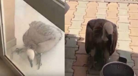 شاهد: نسر اشتدت عليه الحرارة فنزل يطرق باب منزل مواطن ليروي عطشه