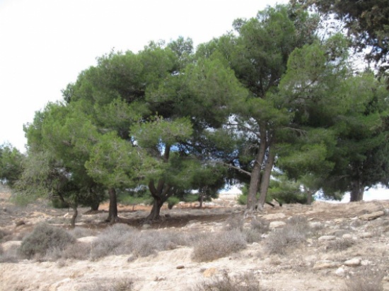 اغصان اشجار حرجية تحجب الرؤية في بلدة الشيخ حسين اغصان اشجار حرجية تحجب الرؤية في بلدة الشيخ حسين