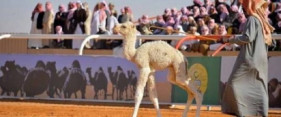 3 ملايين دولار أميركي من نصيب صاحب "ملك جمال الإبل" في العالم.. هذه المواصفات المطلوبة! 3 ملايين دولار أميركي من نصيب صاحب "ملك جمال الإبل" في العالم.. هذه المواصفات المطلوبة!