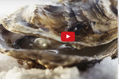 بالفيديو  :  كيف ينتج اللؤلؤ من المحار الياباني