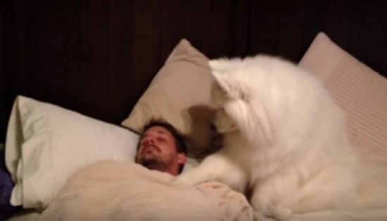 شاهد.. كلب يحاول إيقاظ صاحبه من النوم