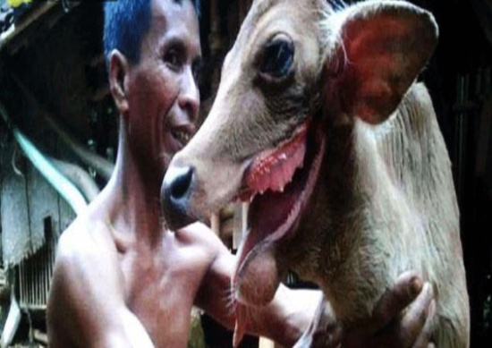 بقرة برأس ذئب لغز أدهش العلماء