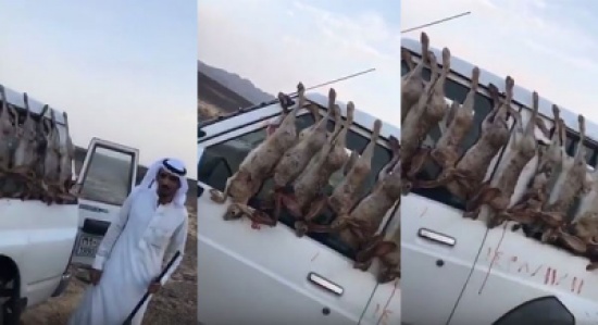 بالفيديو: بعد جزار القطط.. الحياة الفطرية تلاحق جزار الأرانب بالفيديو: بعد جزار القطط.. الحياة الفطرية تلاحق جزار الأرانب